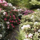Im Rhododendrongarten