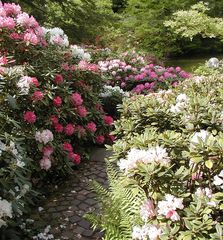 Im Rhododendrongarten