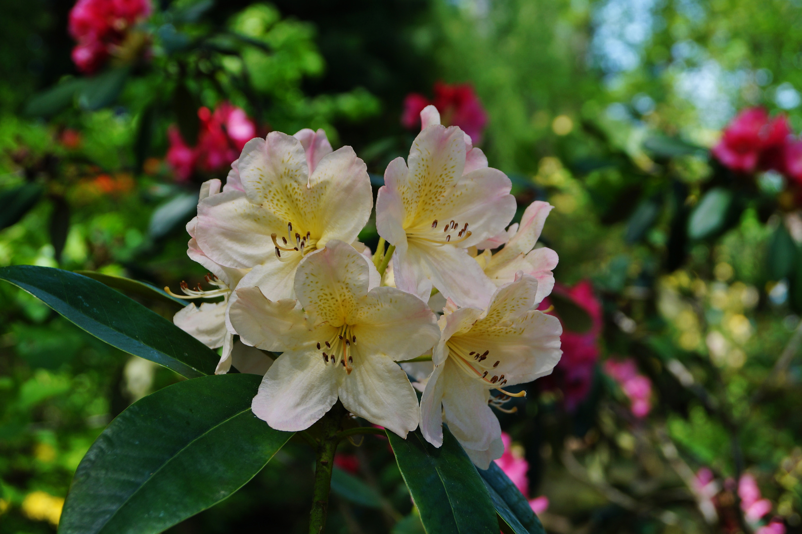 im Rhododendronpark ....
