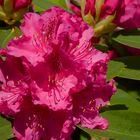 Im Rhododendronpark..