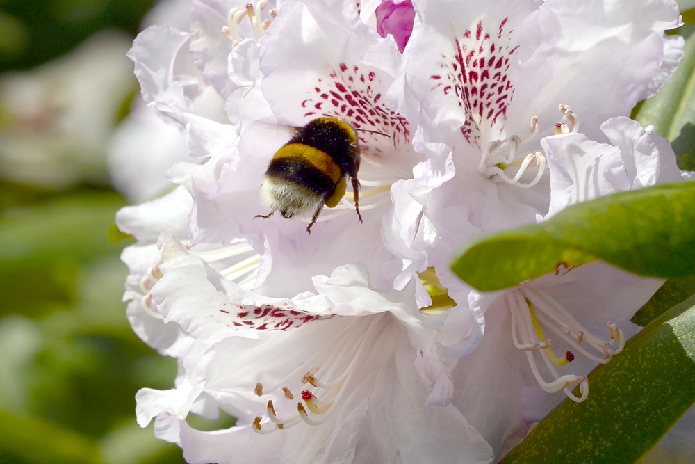 Im Rhododendronpark...