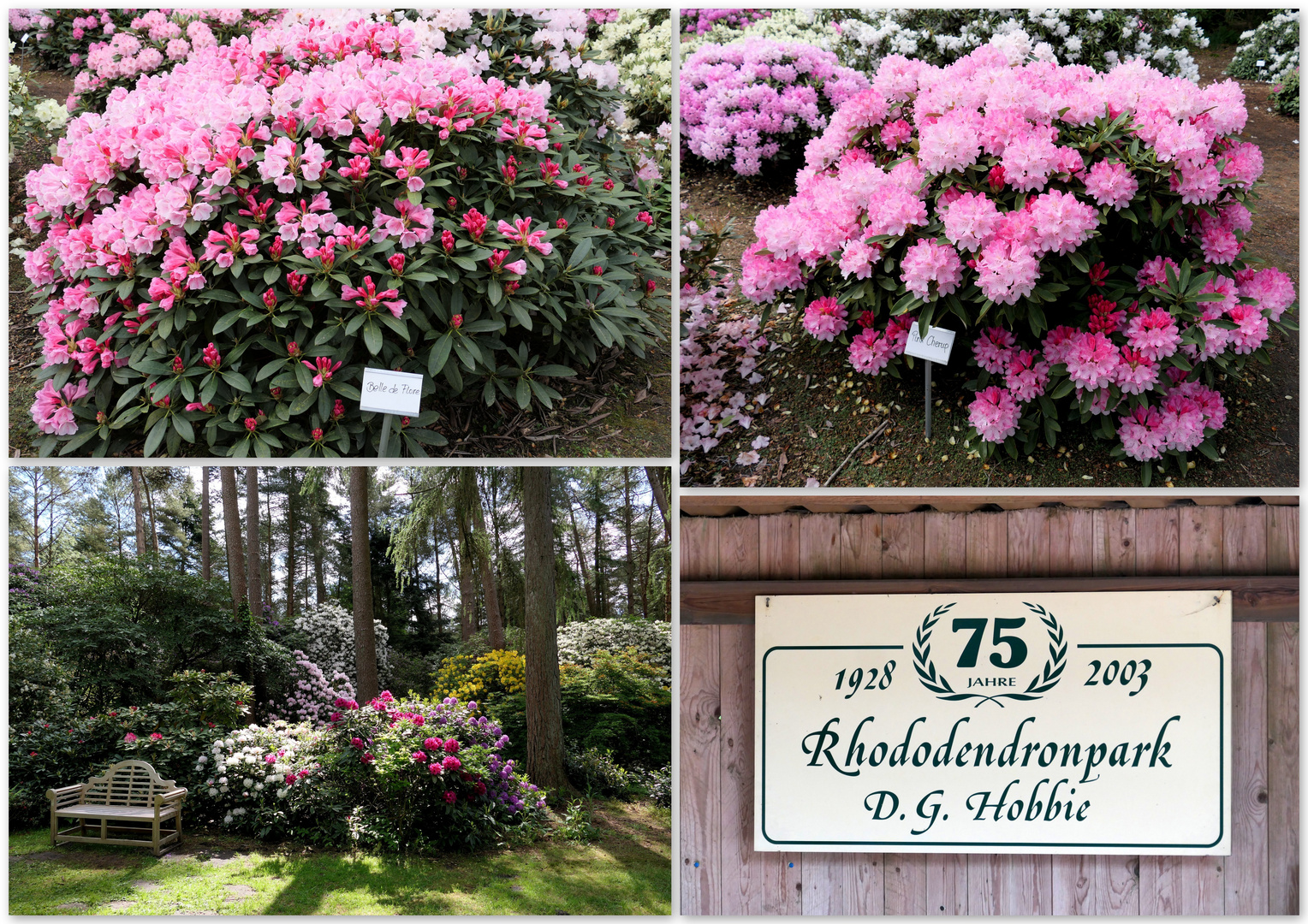 Im Rhododendronpark Westerstede 