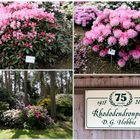 Im Rhododendronpark Westerstede 