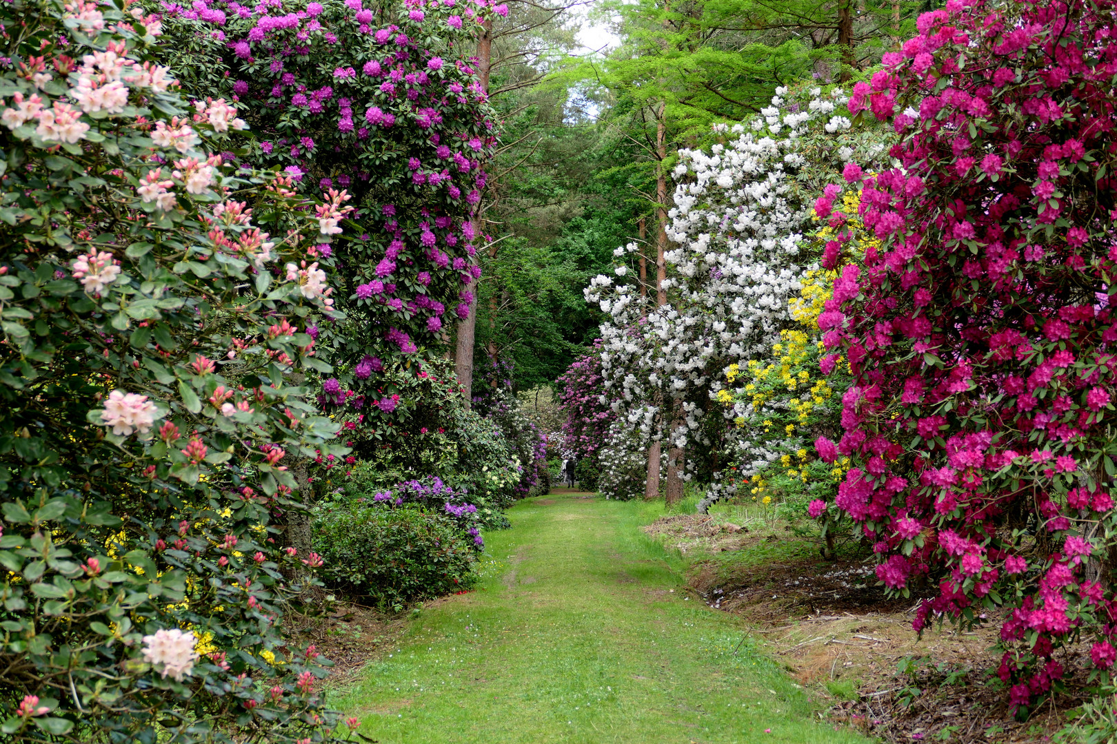 Im Rhododendronpark Westerstede