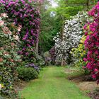 Im Rhododendronpark Westerstede