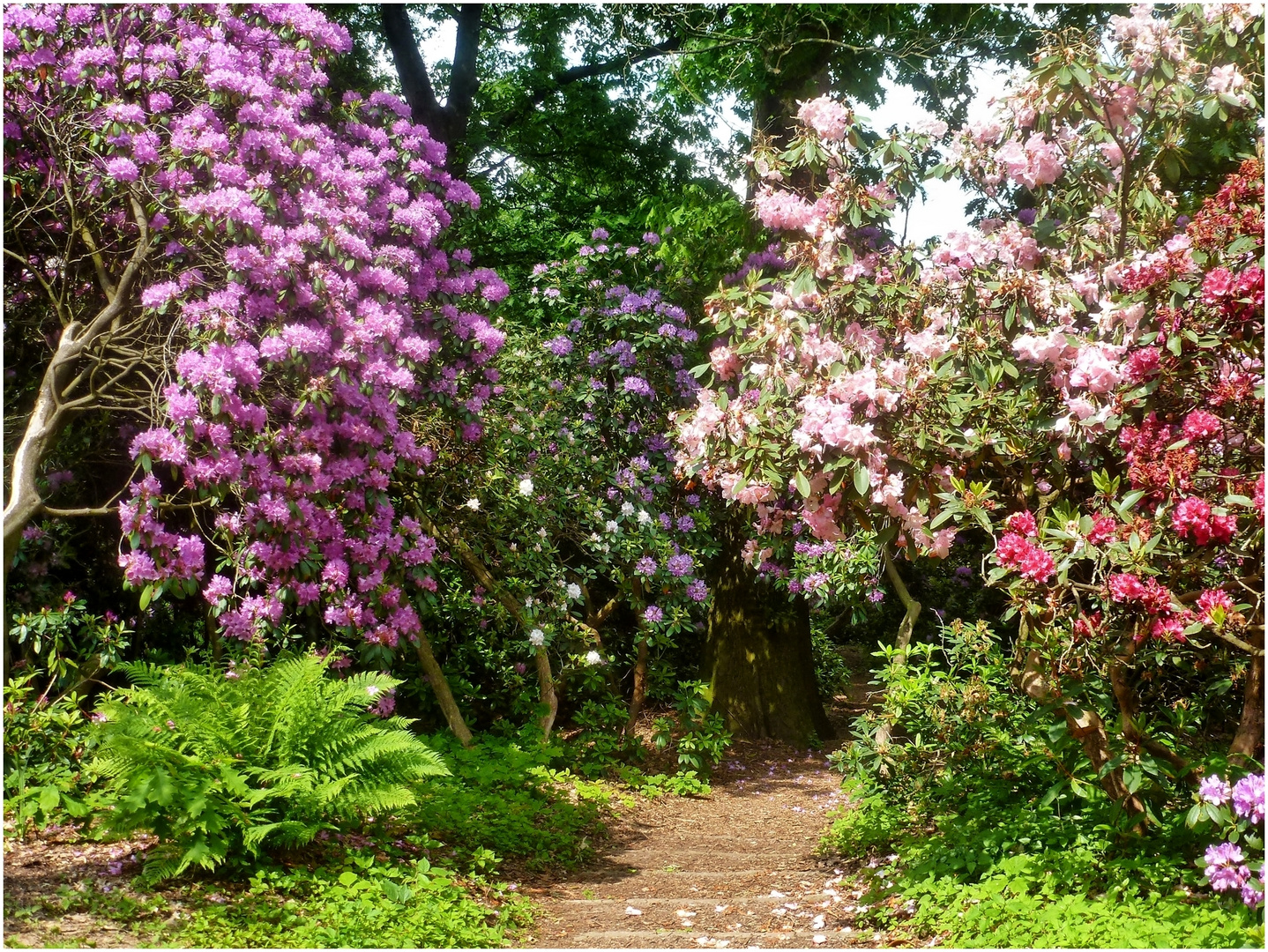 Im Rhododendrontal