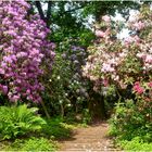 Im Rhododendrontal