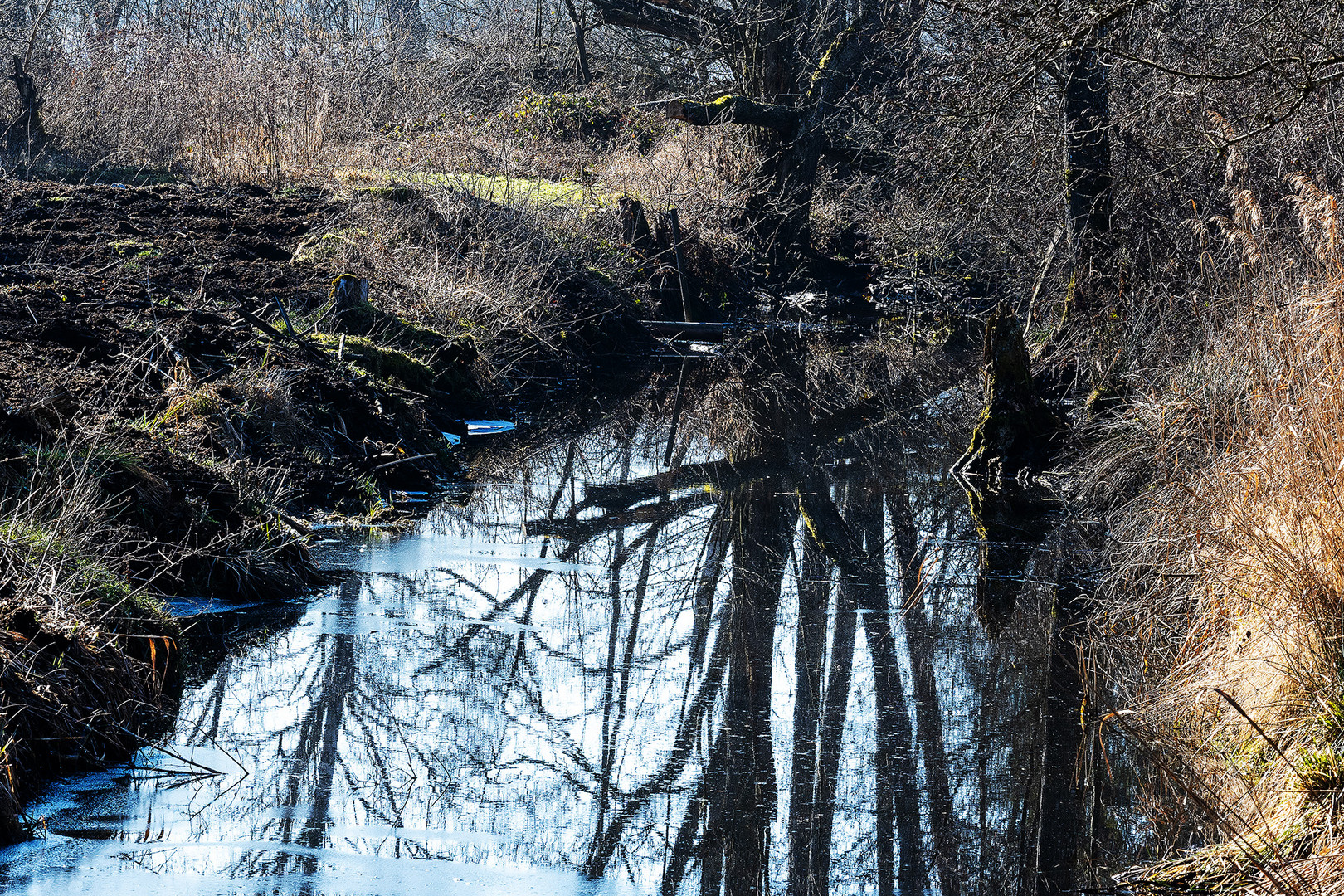 Im Ried - Dans le roseau