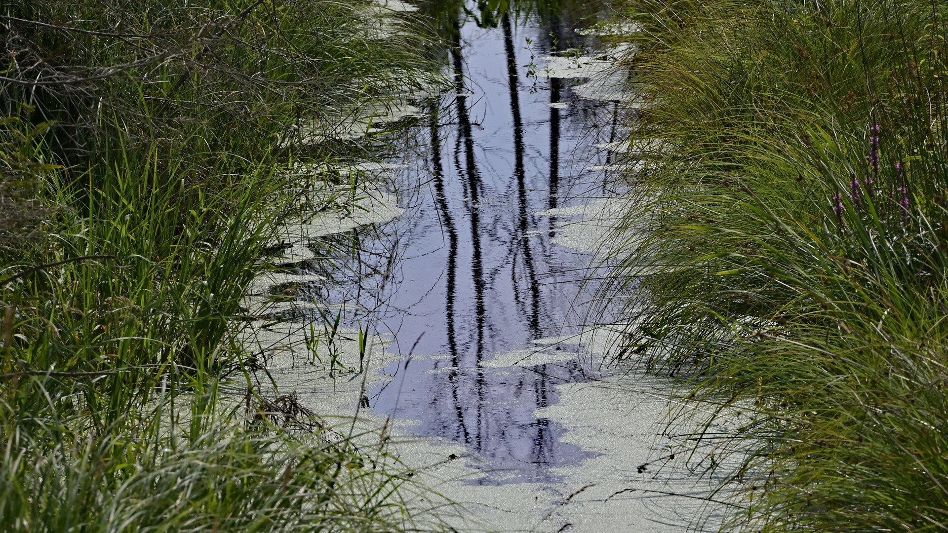 Im Ried Stiller Bach - Dans le marais Ruisseau silencieux 