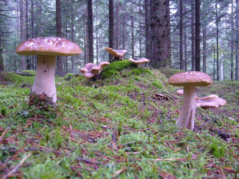 Im Riesen-Steinpilz-Wald