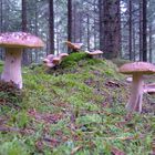 Im Riesen-Steinpilz-Wald