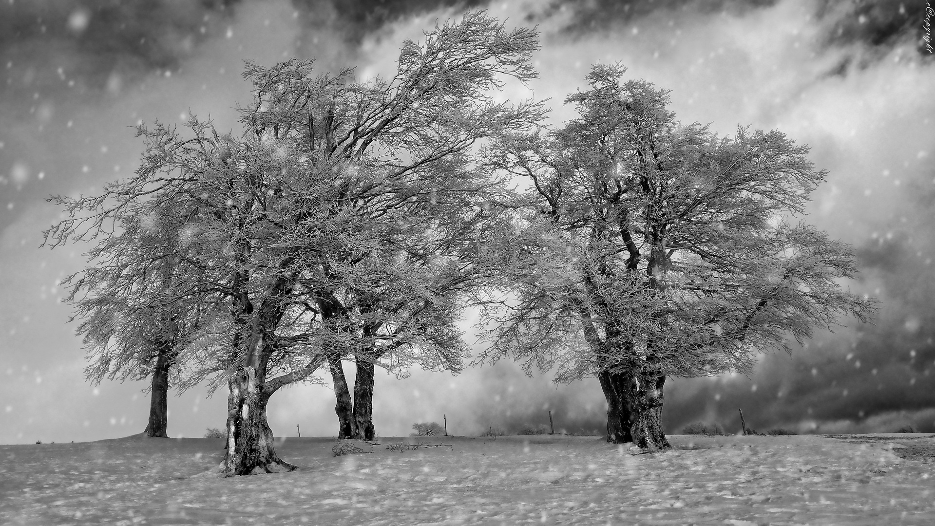 im Ring der Bäume .....Winterzeit