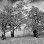 im Ring der Bäume .....Winterzeit