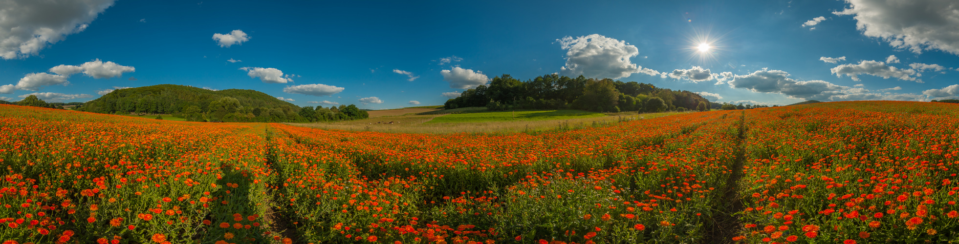 Im Ringelblumenfeld neu-