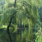 Im Ritzebütteler Schlosspark