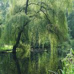 Im Ritzebütteler Schlosspark