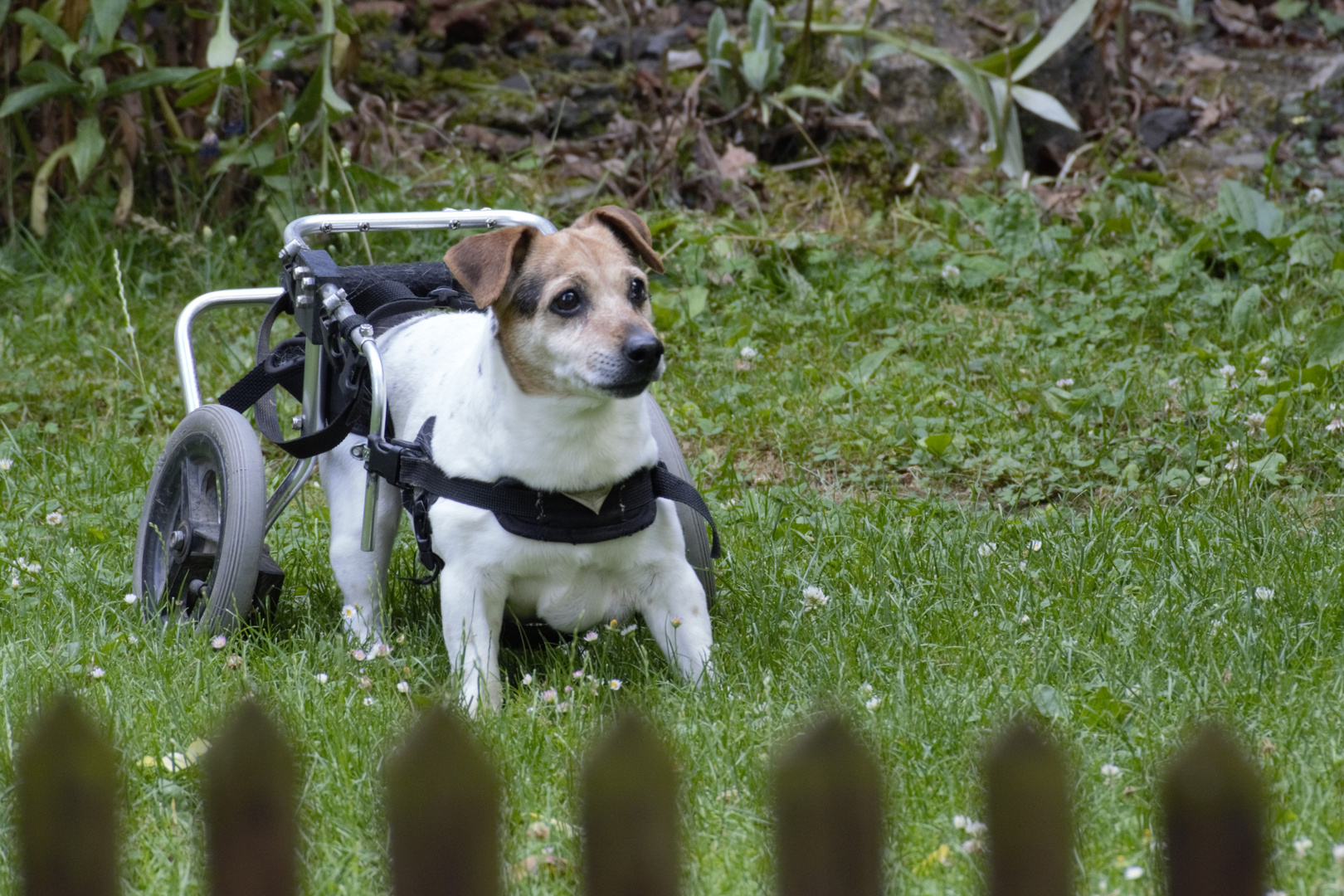 rollstuhl hund
