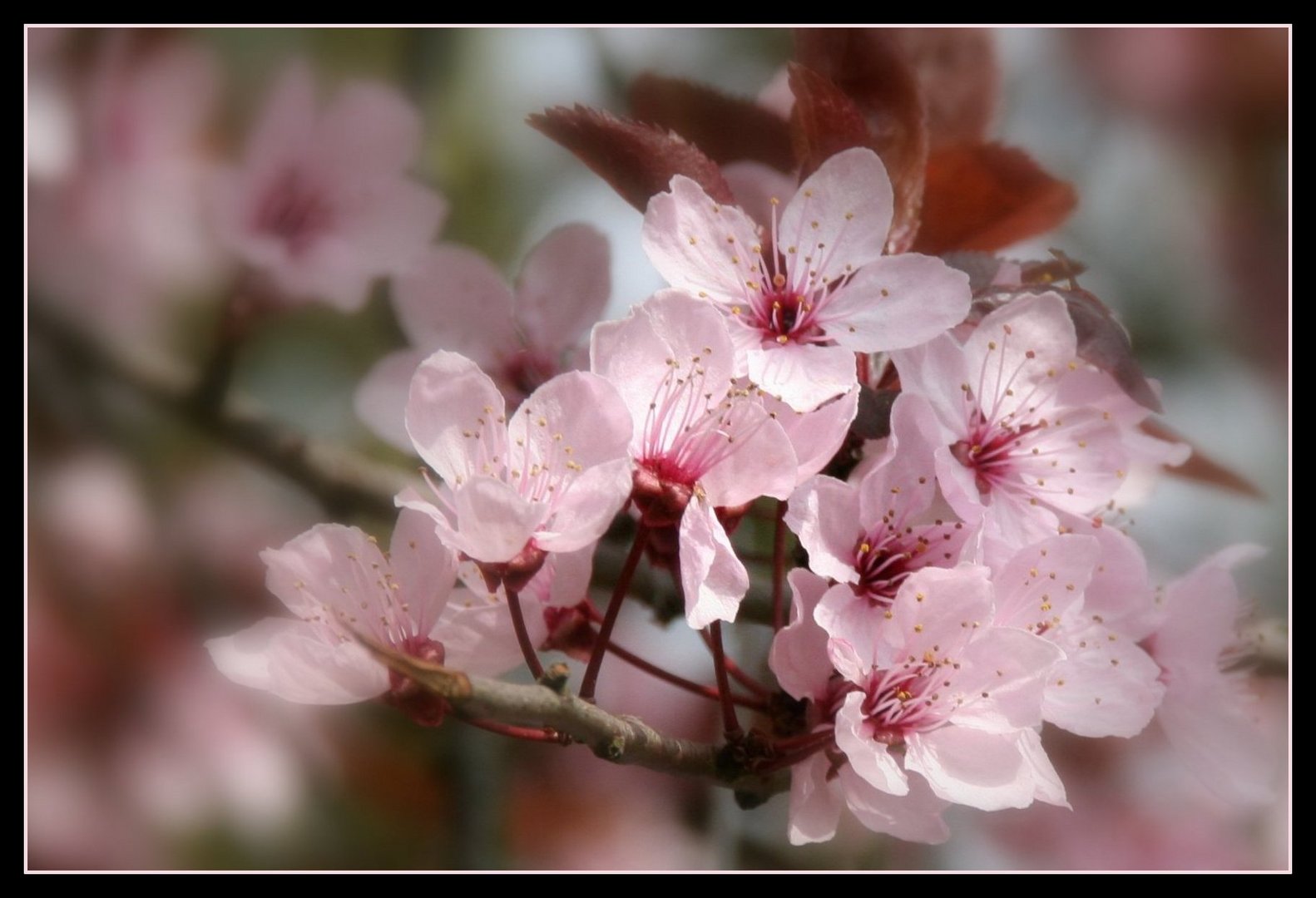 Im rosa Blütenrausch.....