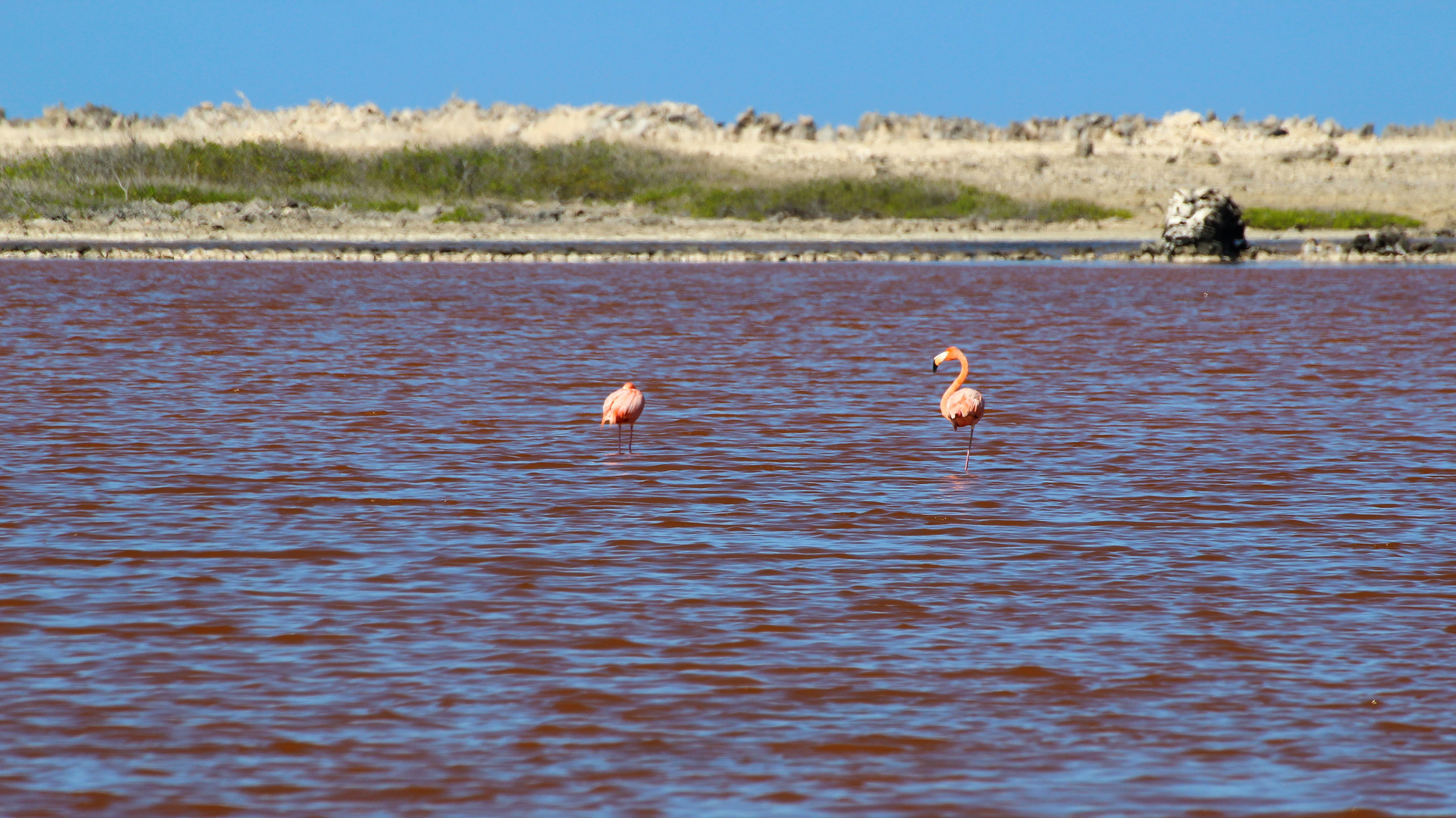 Im rosa Meer