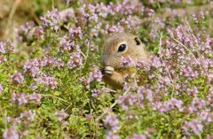 im rosa schlaraffenland