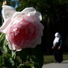 Im Rosarium am Donaukanal (12)