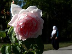 Im Rosarium am Donaukanal (12)