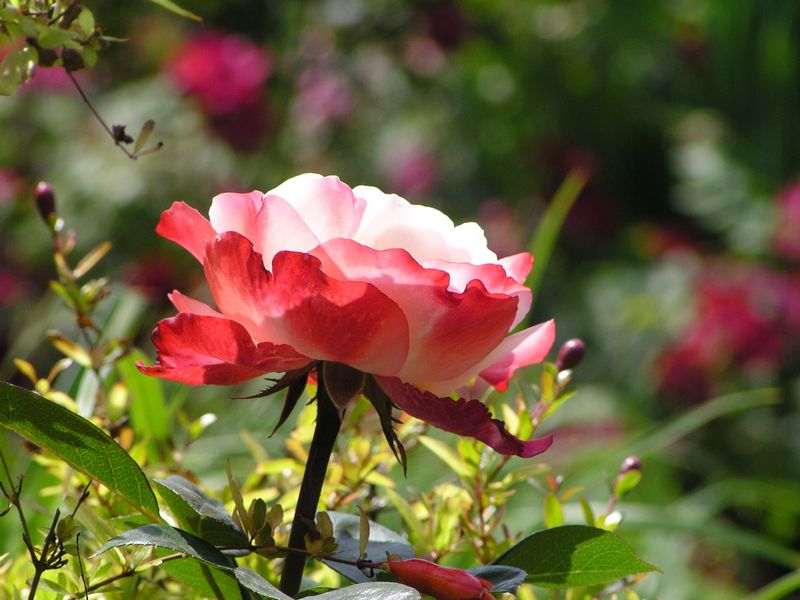 im Rosarium Sangerhausen (2)