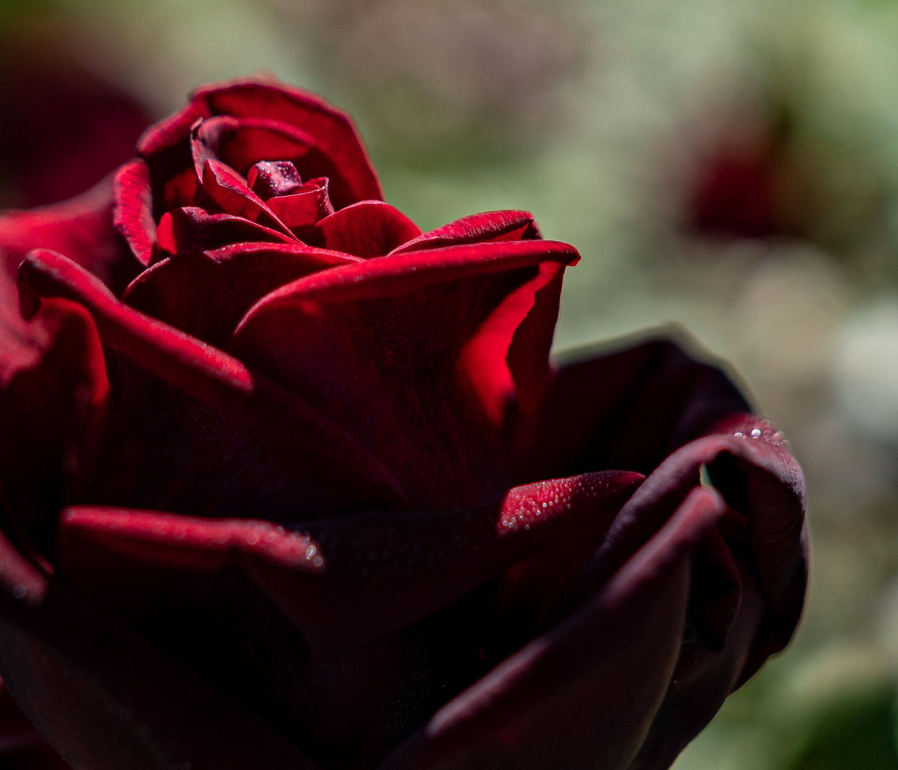 Im Rosarium Sangerhausen