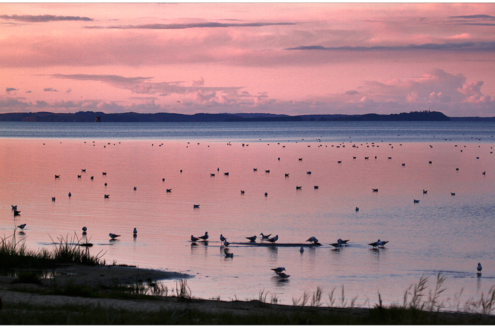 im rosaroten abendlicht