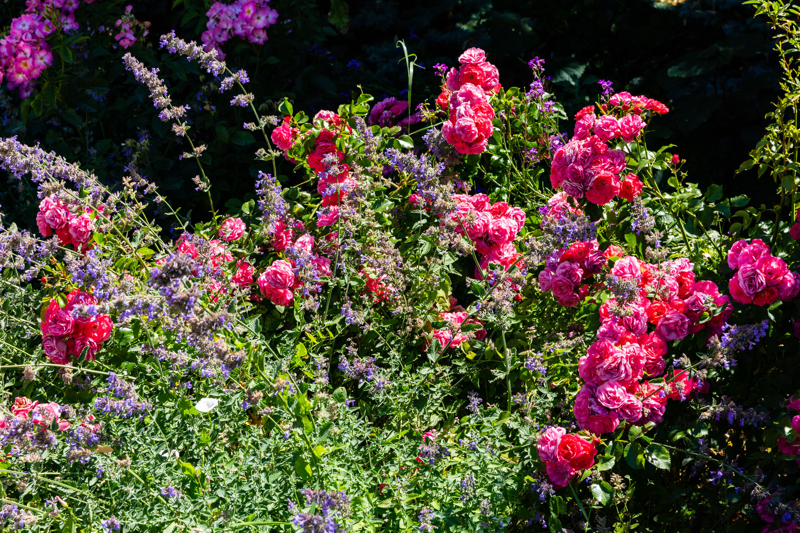 Im Rosengarten der ehemaligen Abtei Valsainte