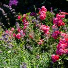 Im Rosengarten der ehemaligen Abtei Valsainte