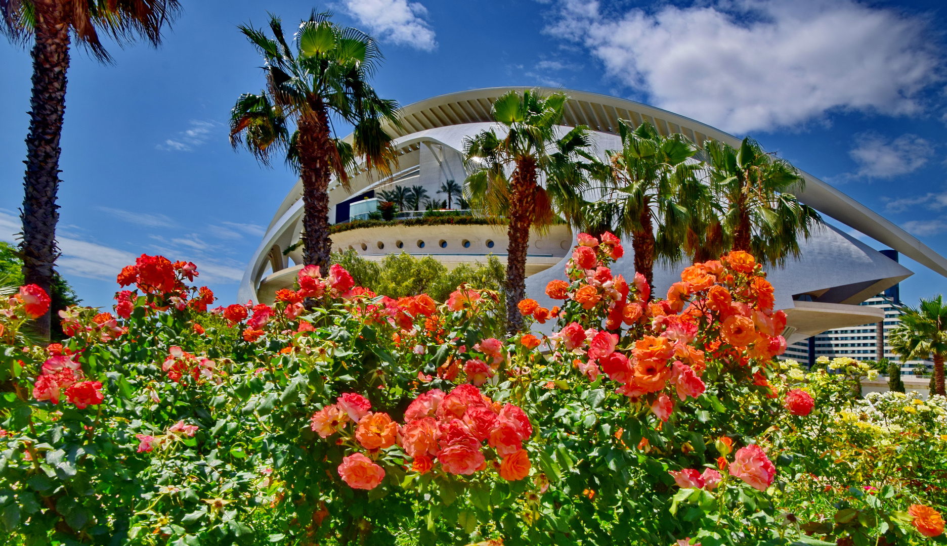 Im Rosengarten des Turia Parks