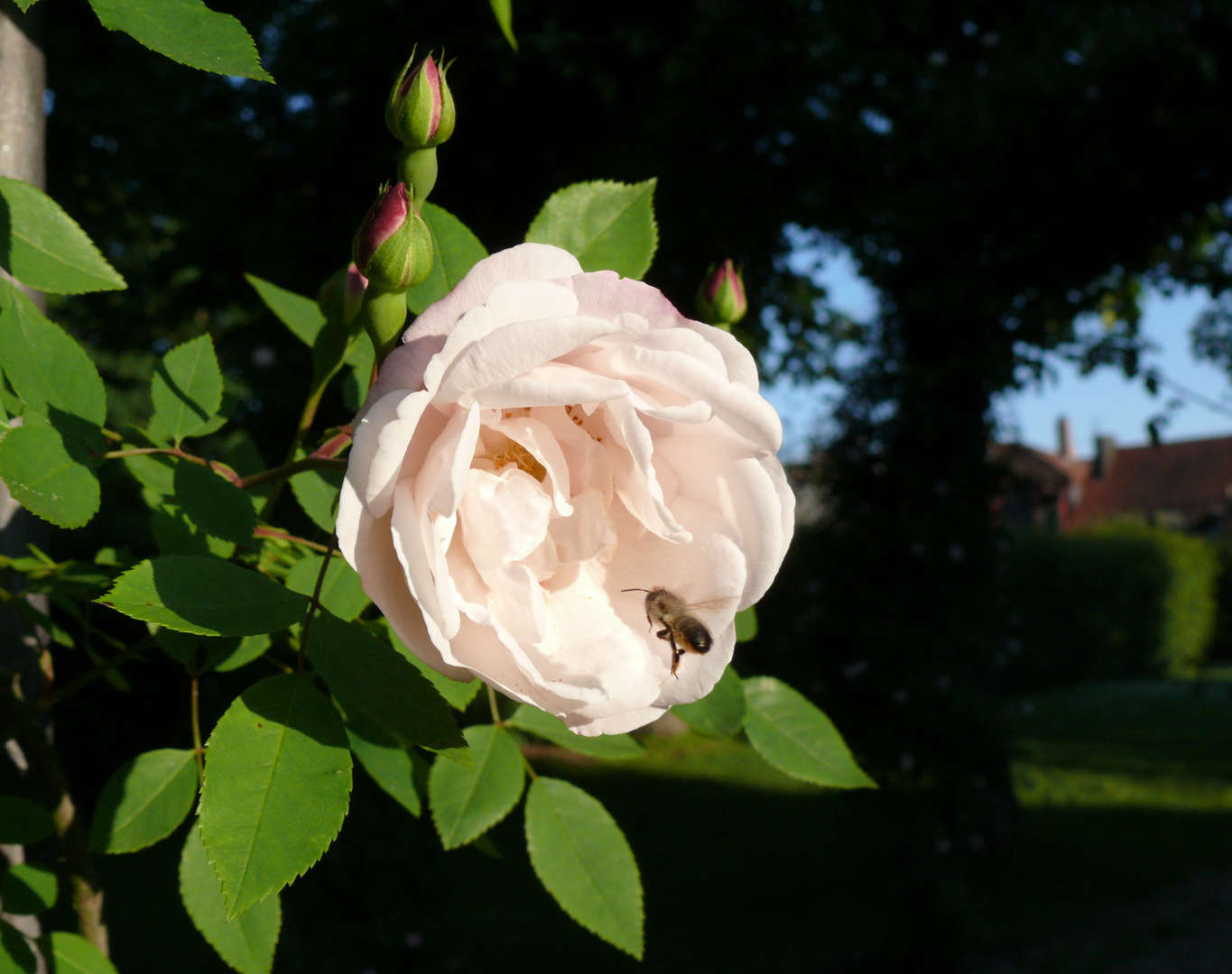 Im Rosengarten V - Landeanflug