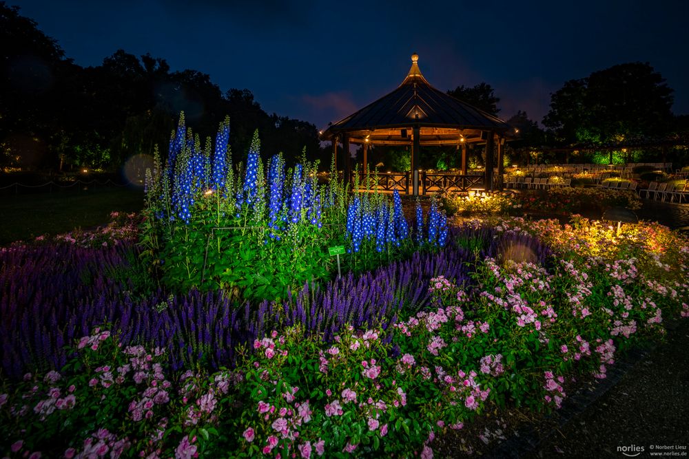 Im Rosengarten zur blauen Stunde