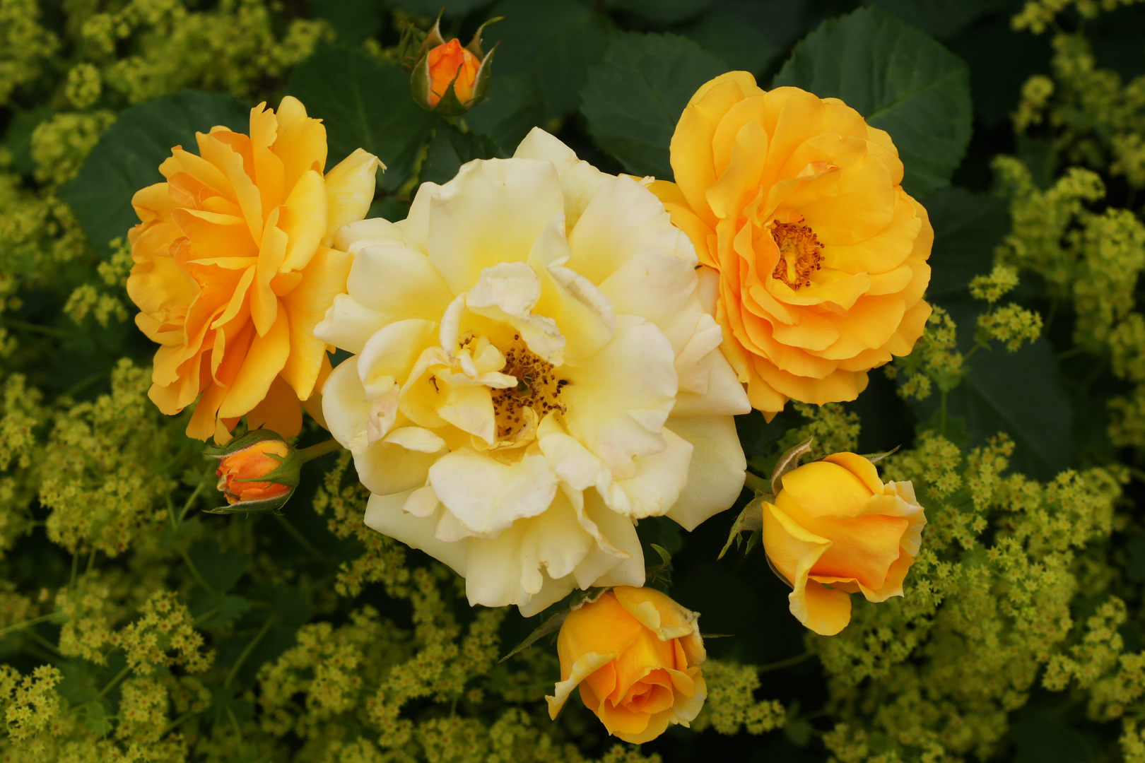 im Rosengarten_1 Foto & Bild | blumen und blüten, natur ...