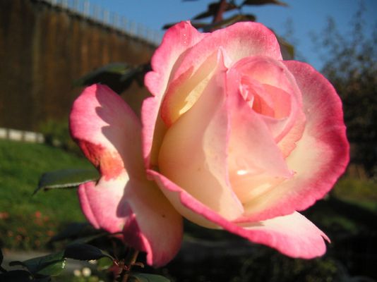 im Rosengarten...Oktober 2004