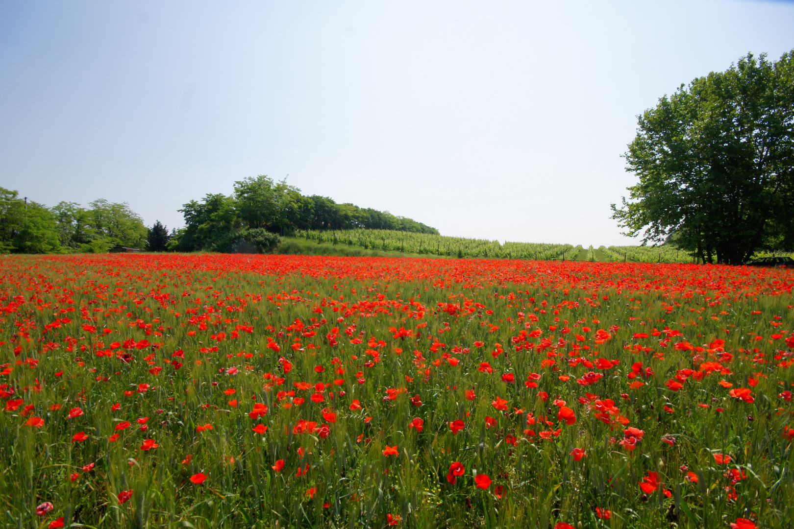 im Roten Meer von Blumen