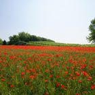 im Roten Meer von Blumen