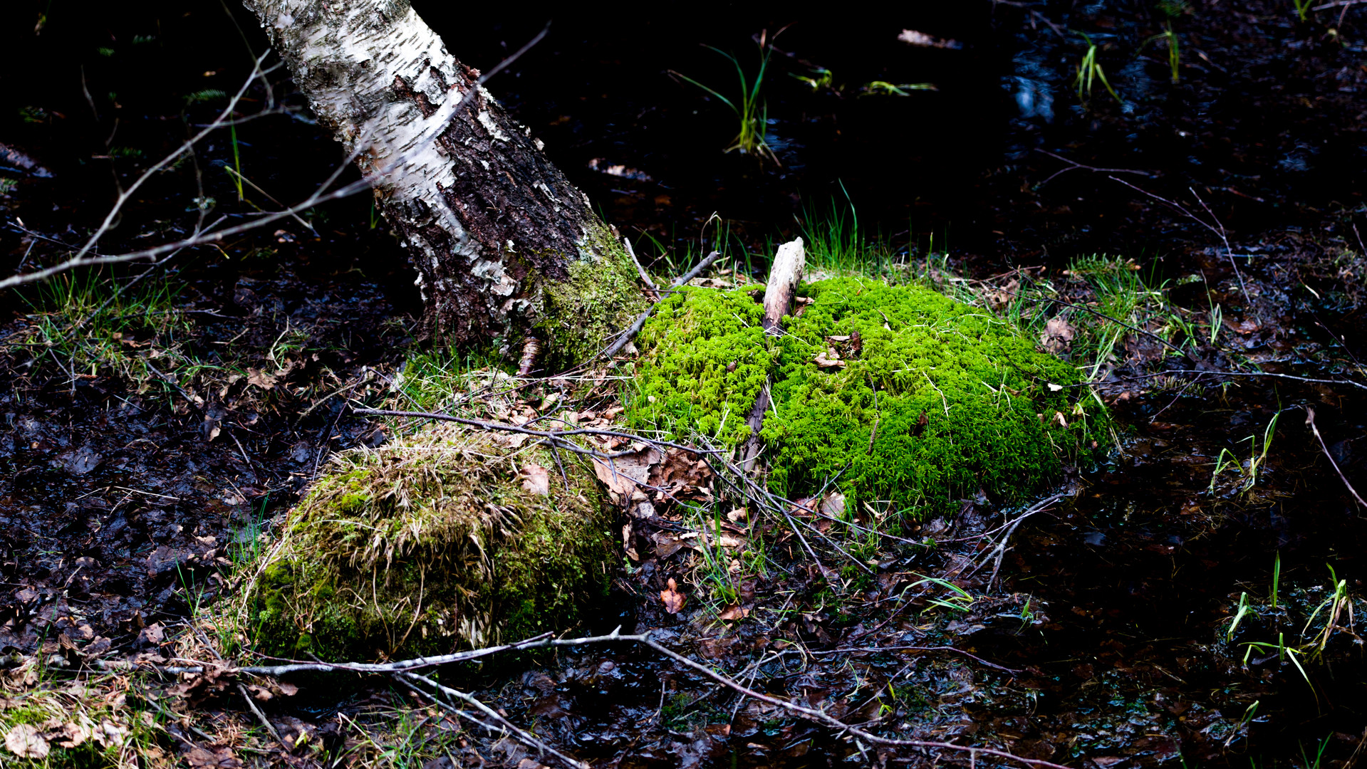 Im Roten Moor der Rhön