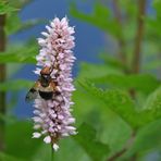 Im Roten Moor: Wasserknöterich und Schwebfliege 01