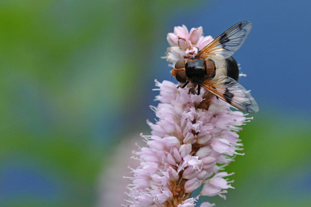 Im Roten Moor: Wasserknöterich und Schwebfliege 03