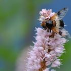 Im Roten Moor: Wasserknöterich und Schwebfliege 03