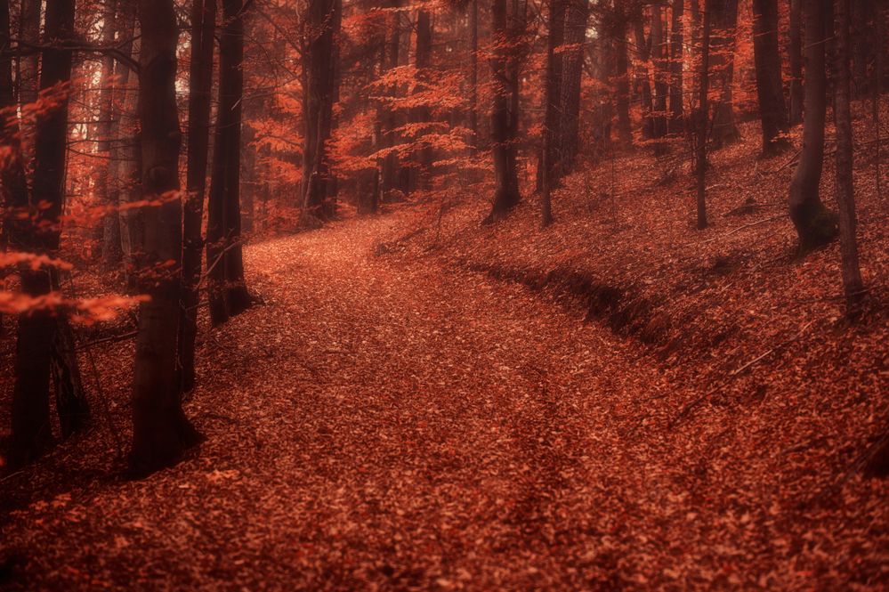 Im roten Wald