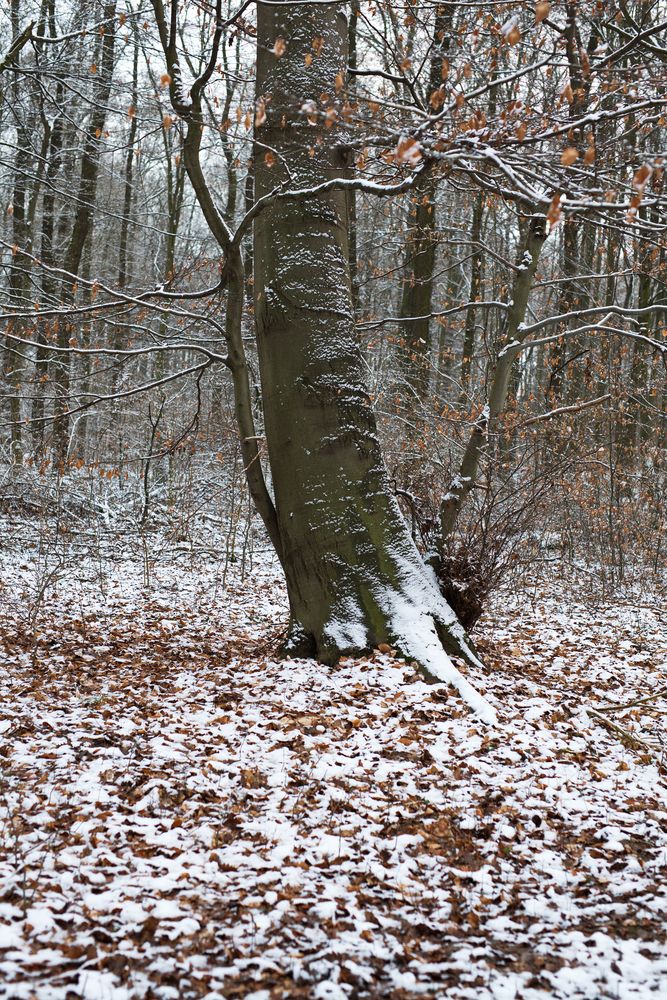 Im Rothenschirmbacher Forst bei Holzzelle