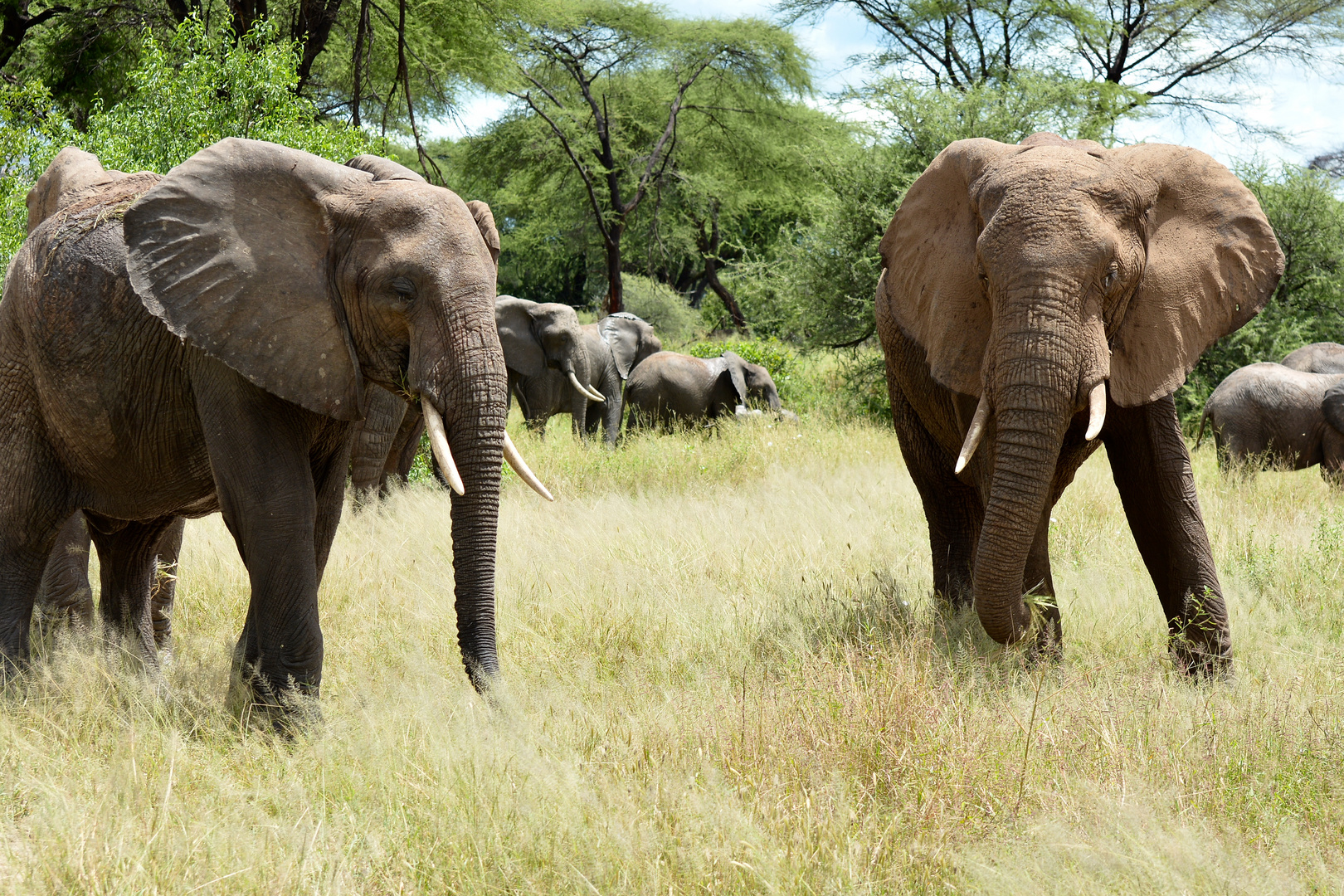 Im Ruaha Nationalpark