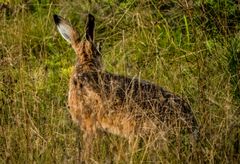 "IM RÜCKBLICK"  (ISO 3200)