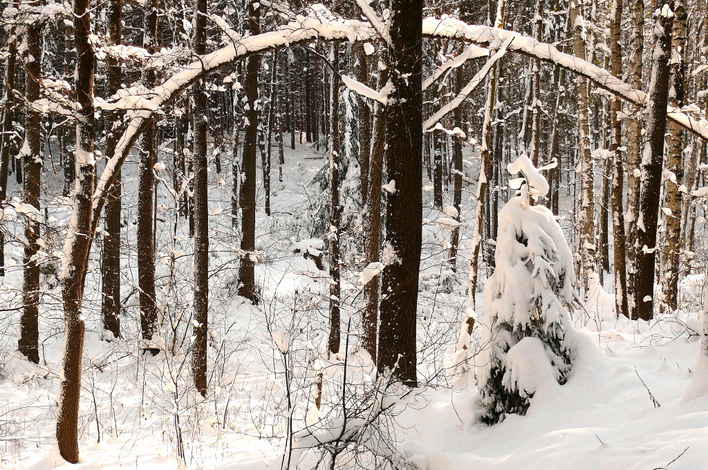 Im Rümpfwald