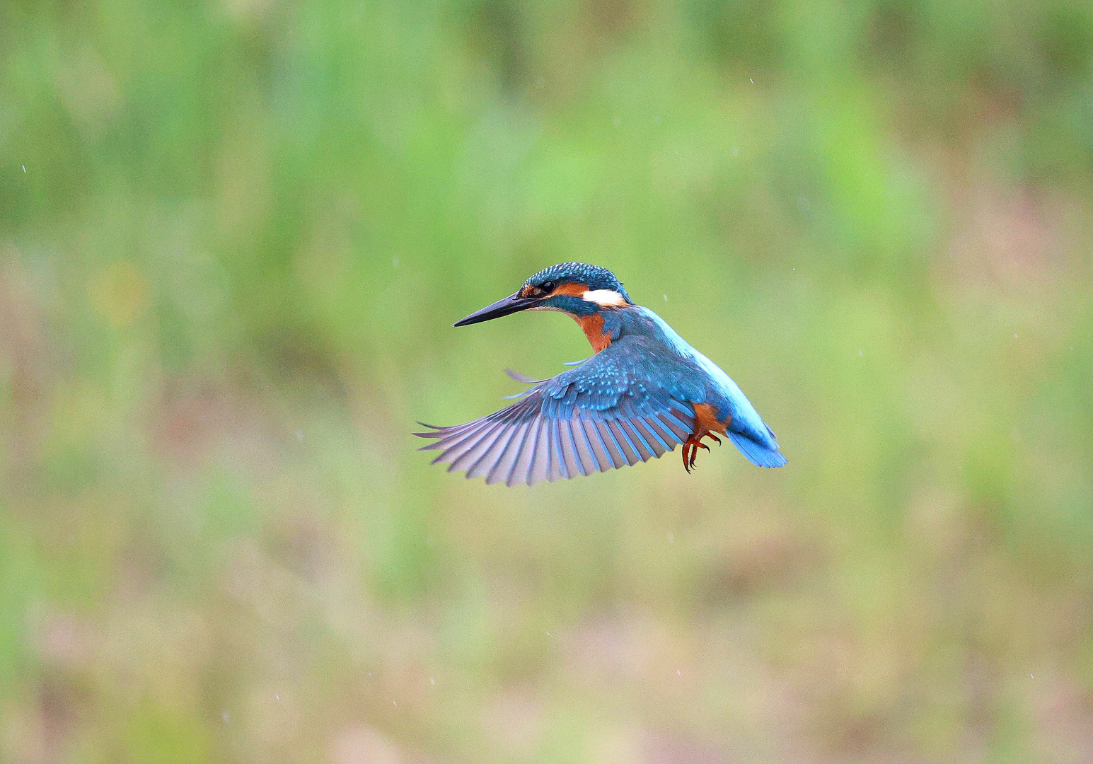 Im Rüttelflug