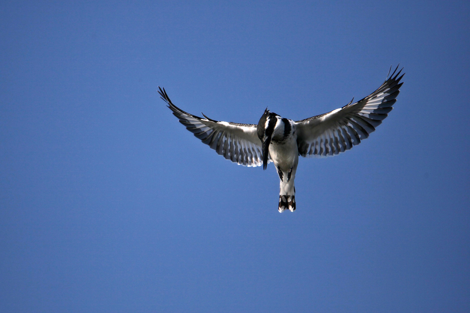 Im Rüttelflug