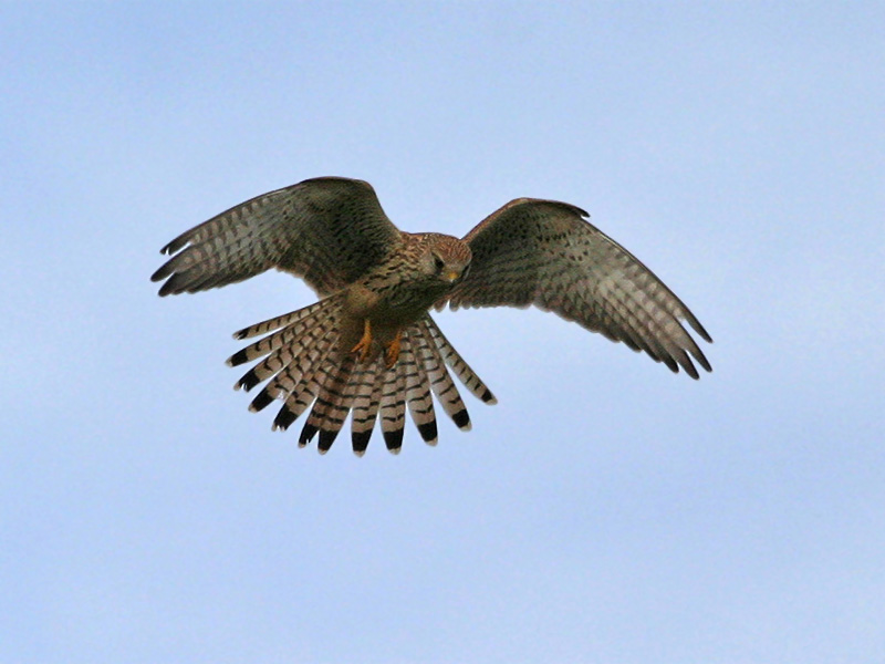 im Rüttelflug